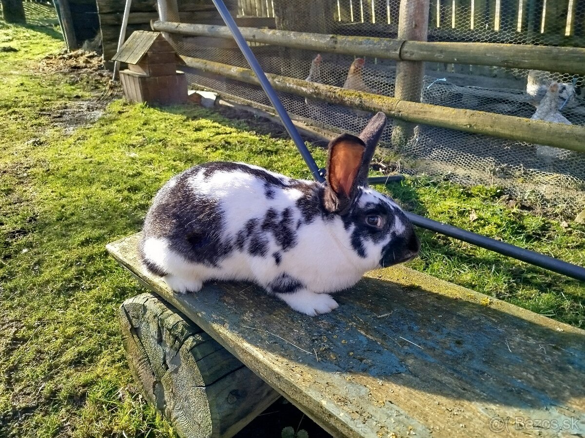 Predám mix samice - 2