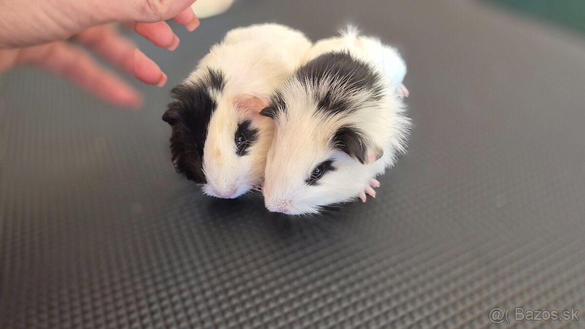 Dve samičky hladkosrsté morča hladaju domov - 2