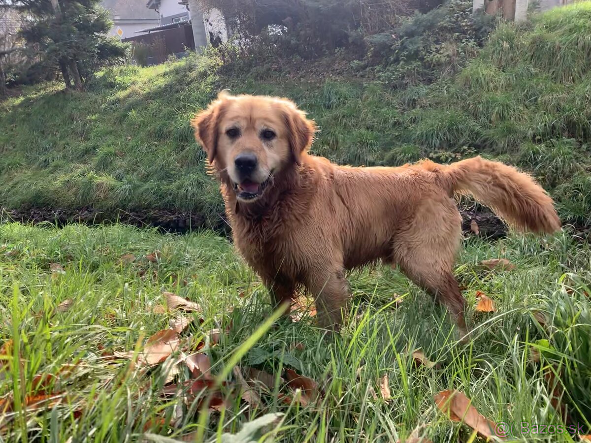 Zlaty retriever - Krytie - 2