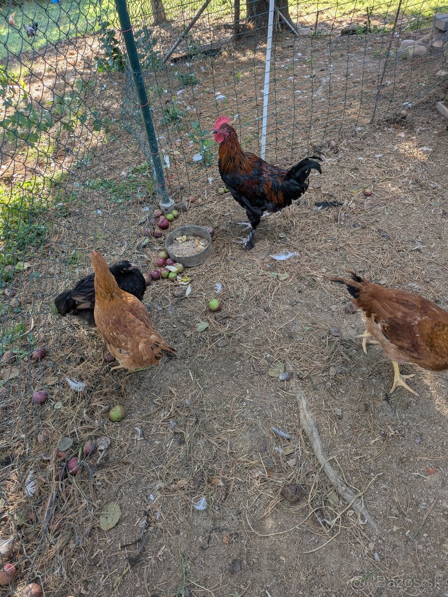 Kohút marans - 2