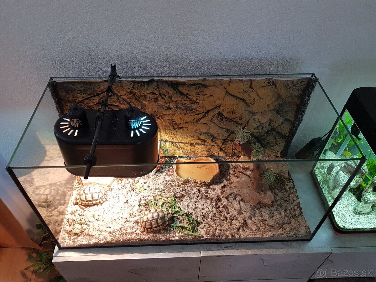 Terárium - 2