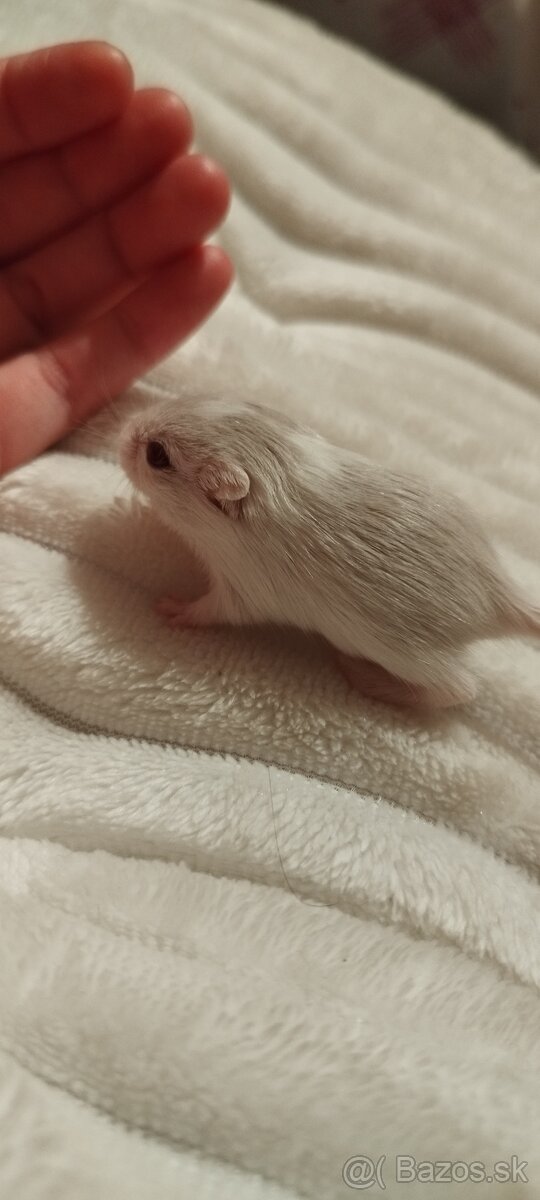 Predám pieskomilov + celé príslušenstvo - 2