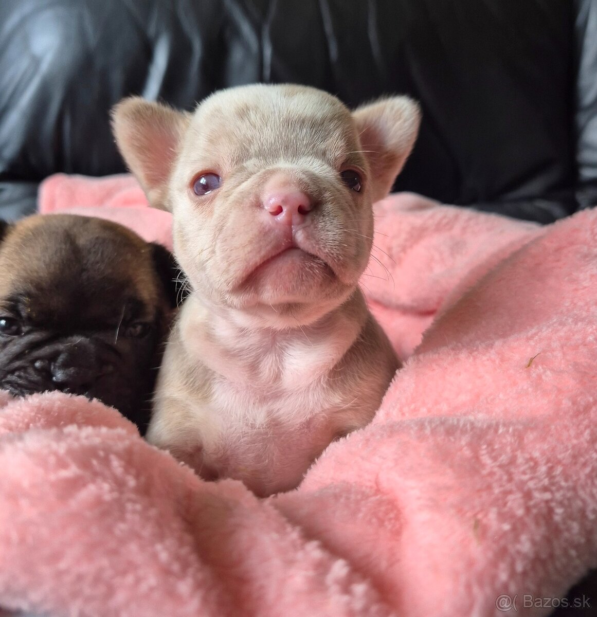 Francúzsky buldoček s PP - 2