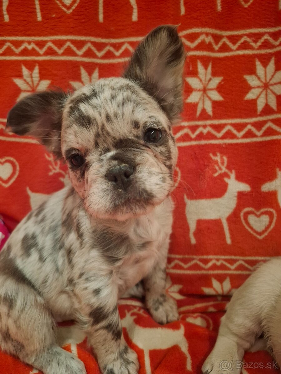 Francúzsky buldoček - 2