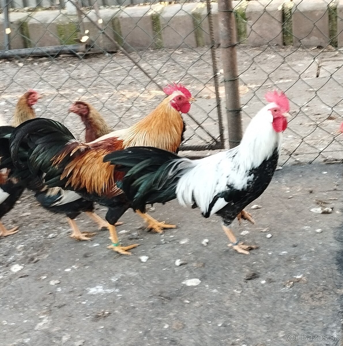 Zdr. Vlaška strieborná - 2