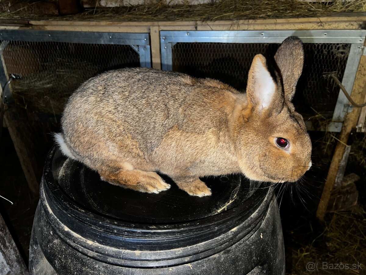 Viedensky biely x burgundsky - 2