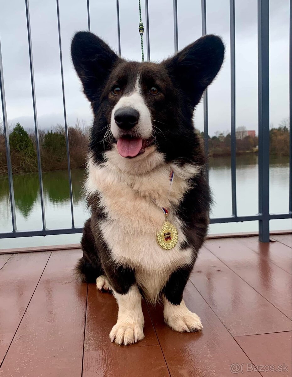 Welsh Corgi cardigan - 2