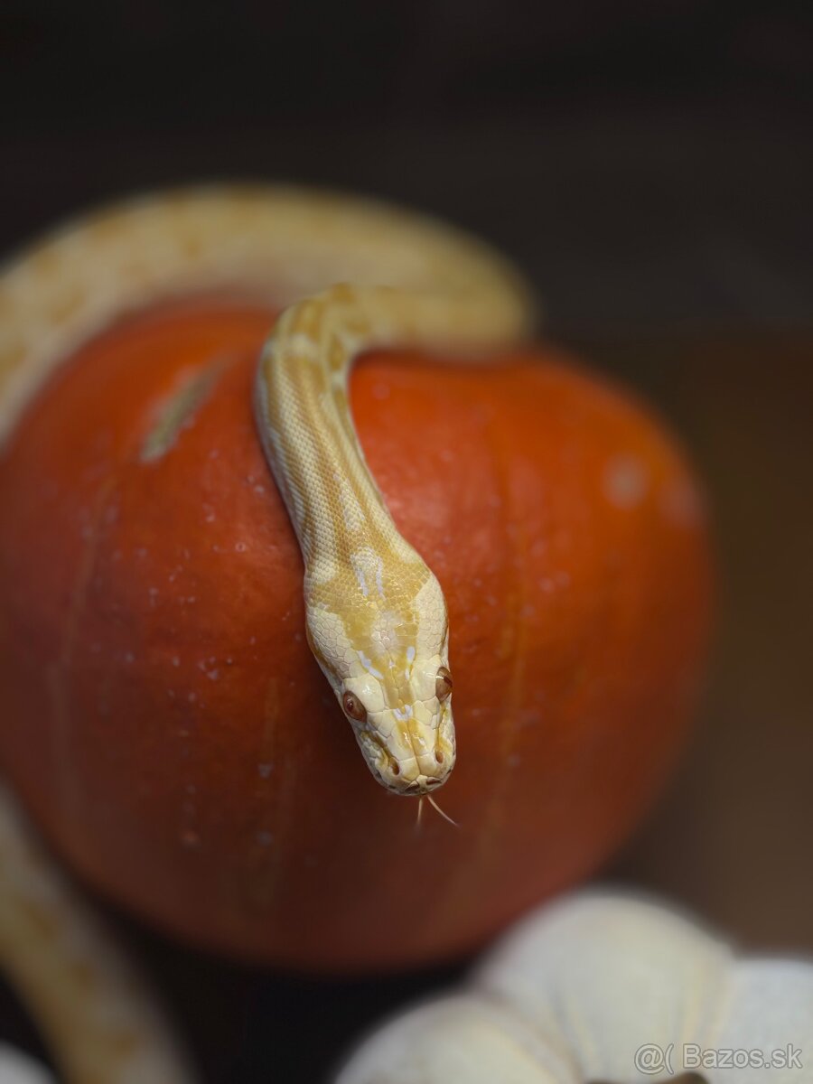 Python molurus - 2