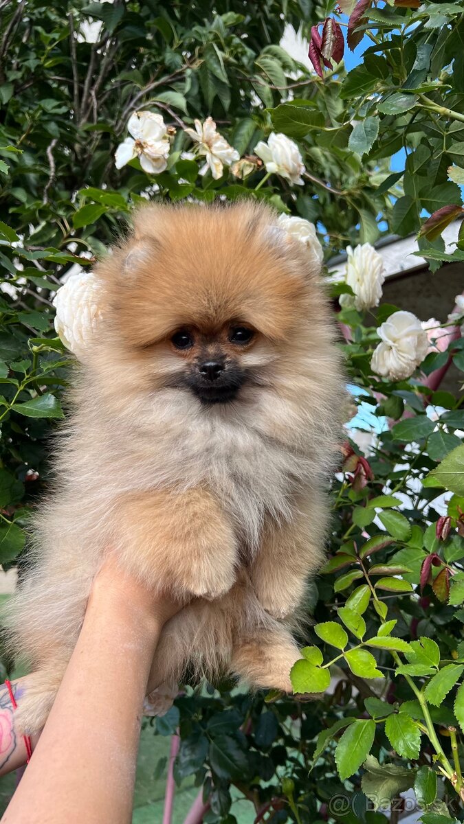 Pomeranian s PP - psík - 2