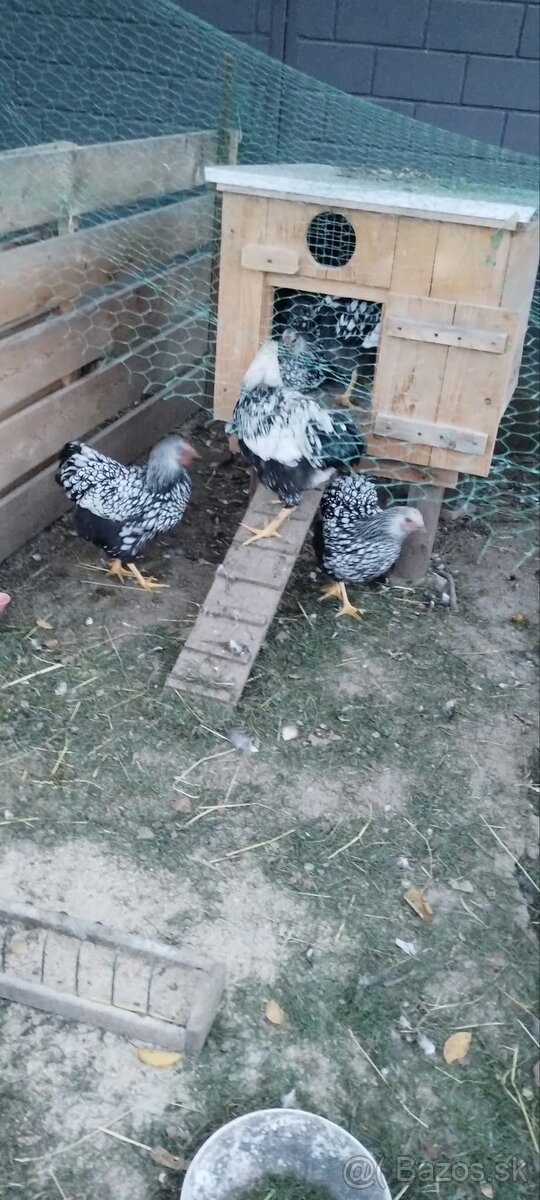 Predám mladého kohúta Wyandot - 2