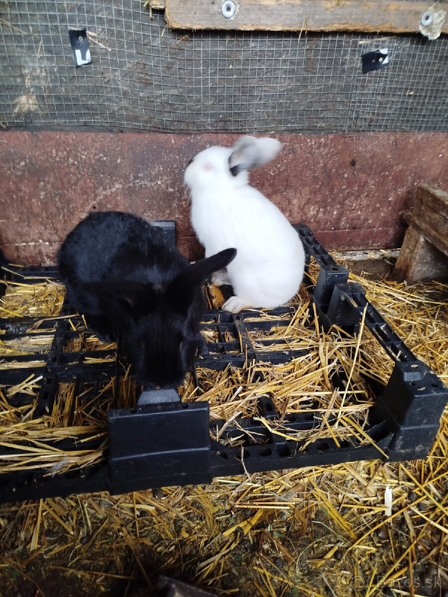 Králiky - 2