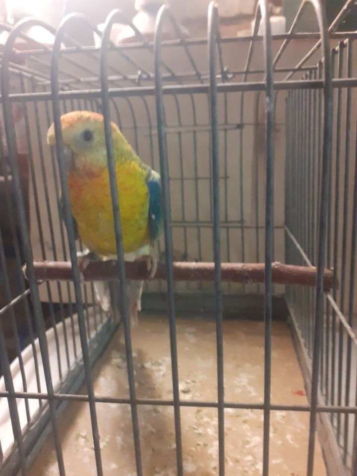 ponúkam na predaj - 2