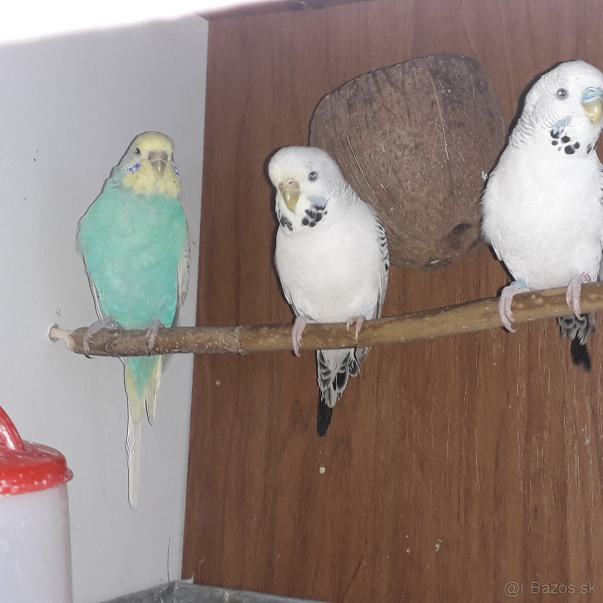 predám andulky a zebričky - 2