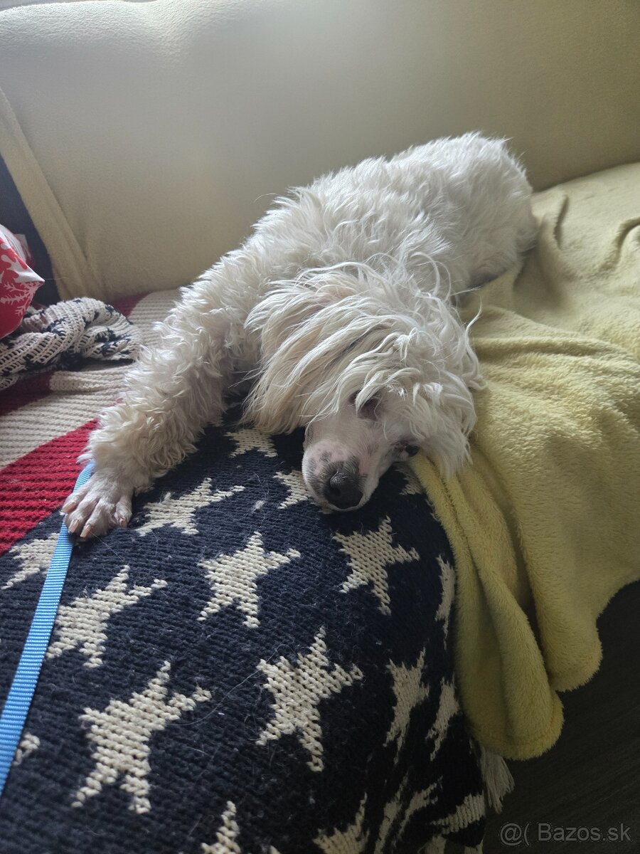 Čínsky chocholatý pes s PP - 2