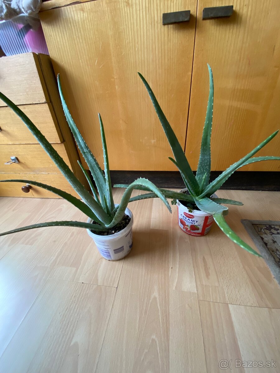 Aloe - 2