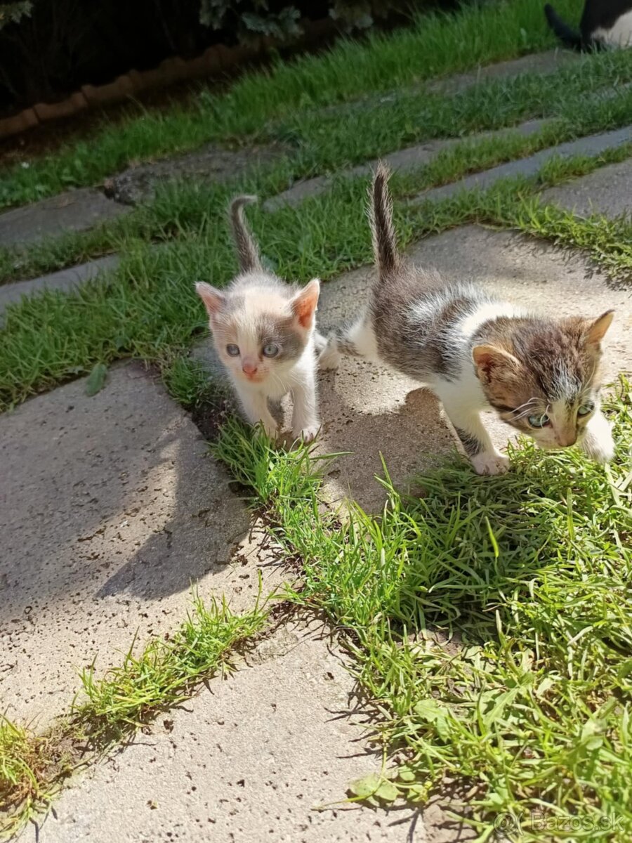 Darujem mačiatka - 2