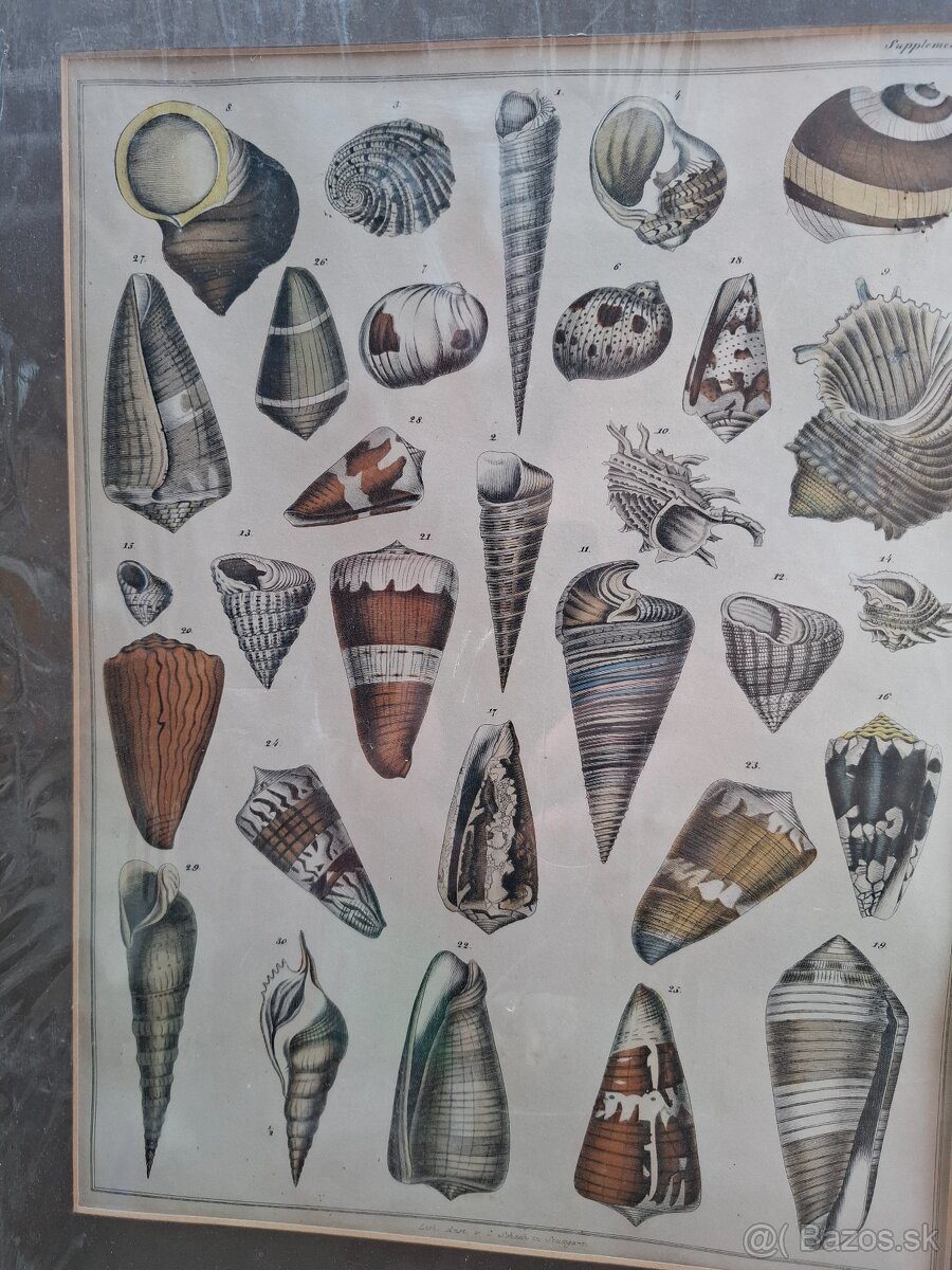 Predám starý obraz Farebná litografia Škeble a lastury 24 € - 2