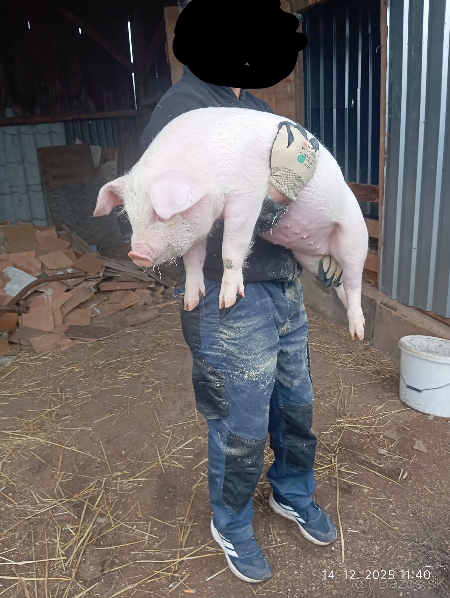 Odstavčata 25kg - 2