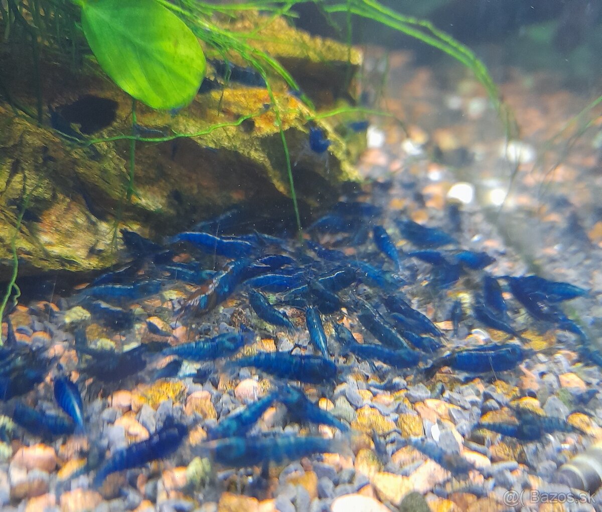 Krevetky, Rasborky galaxy - 2