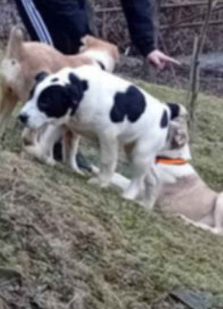 Stredoázijský ovčiak -šteniatka - 2