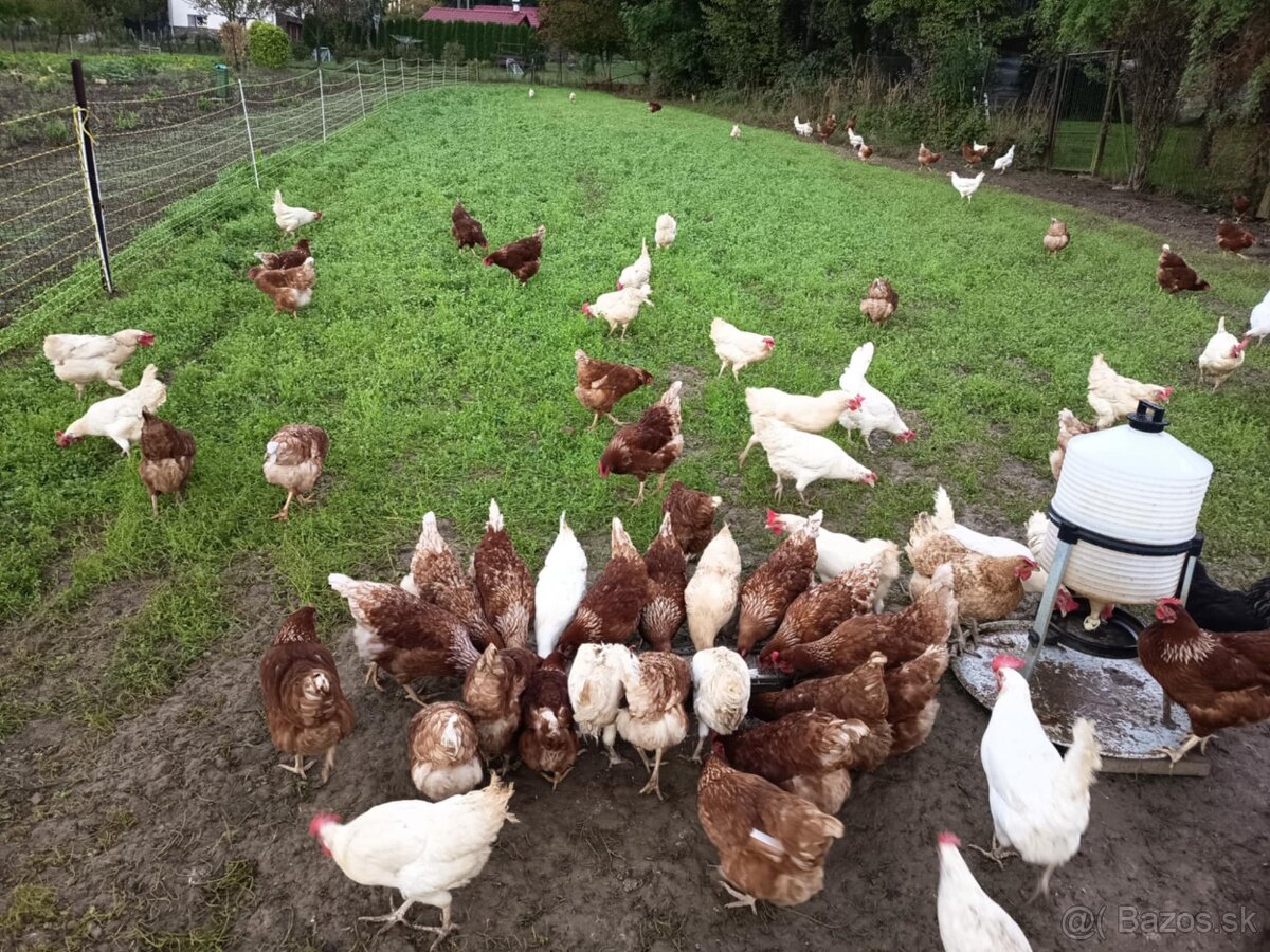 Domáce vajcia - 2