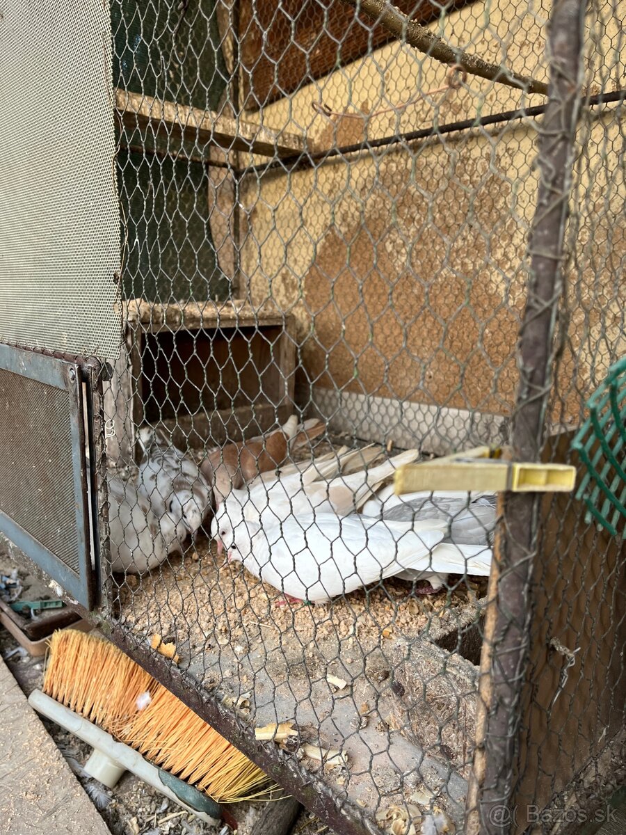 Predám hrdličky - 2