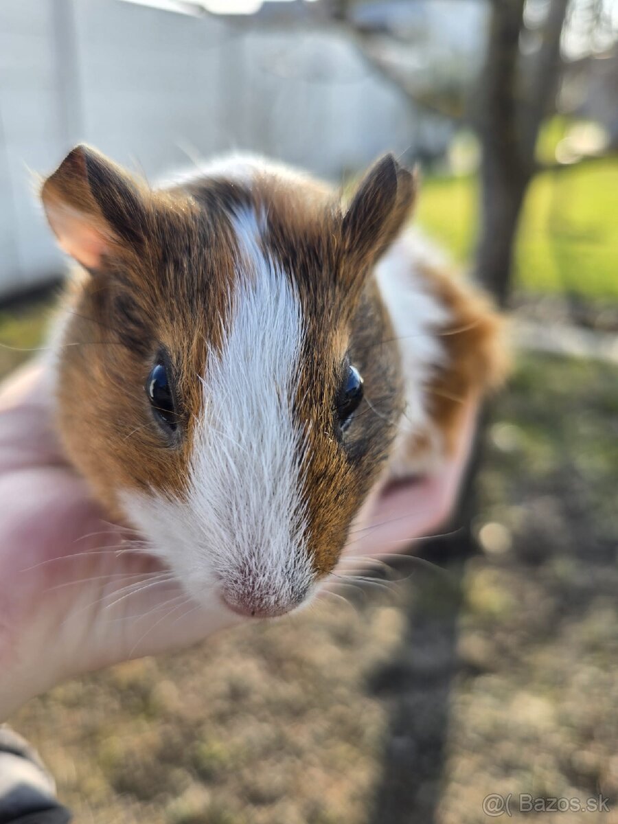 Morské prasiatko - 2