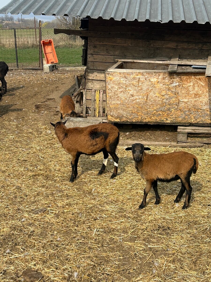 jahniatka kamerunskej ovce - 2