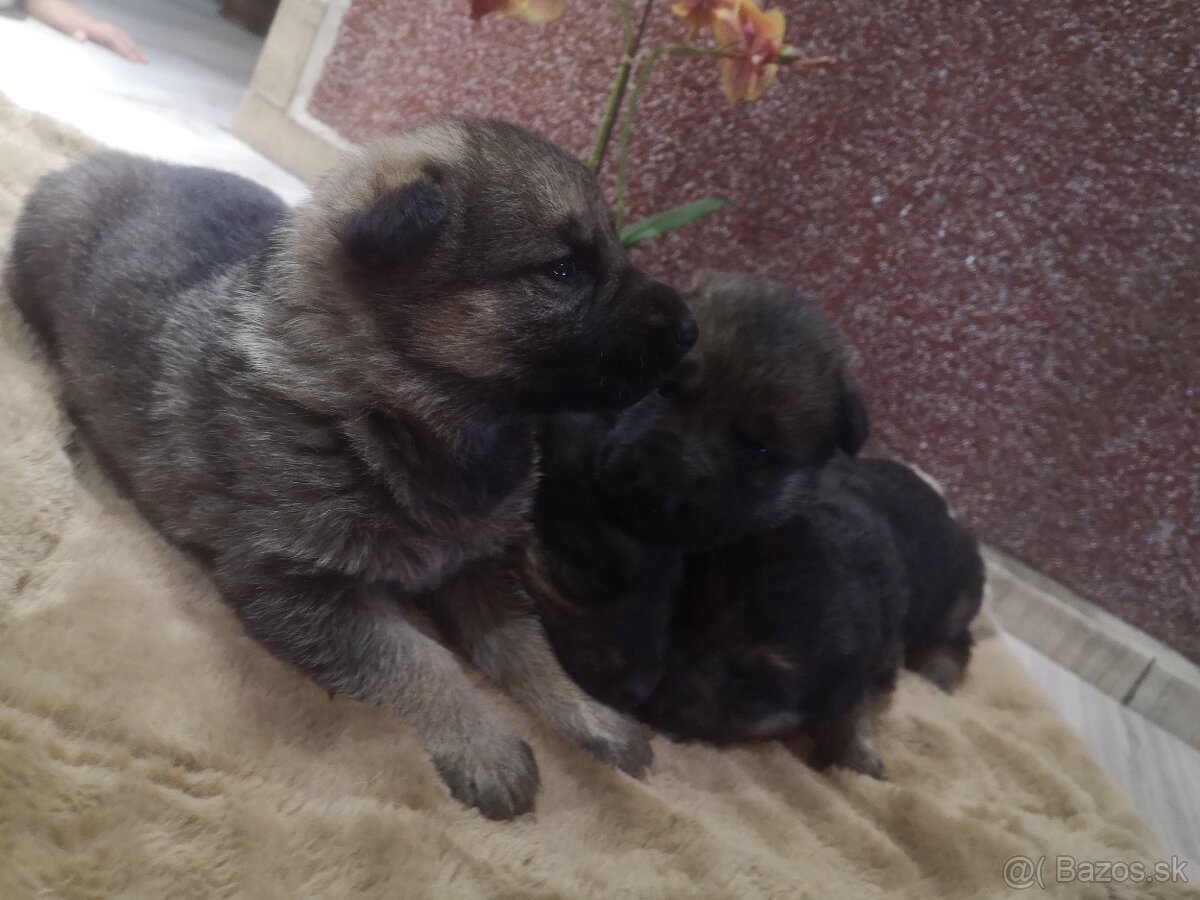 nemecky ovčiak šteniatka - 2