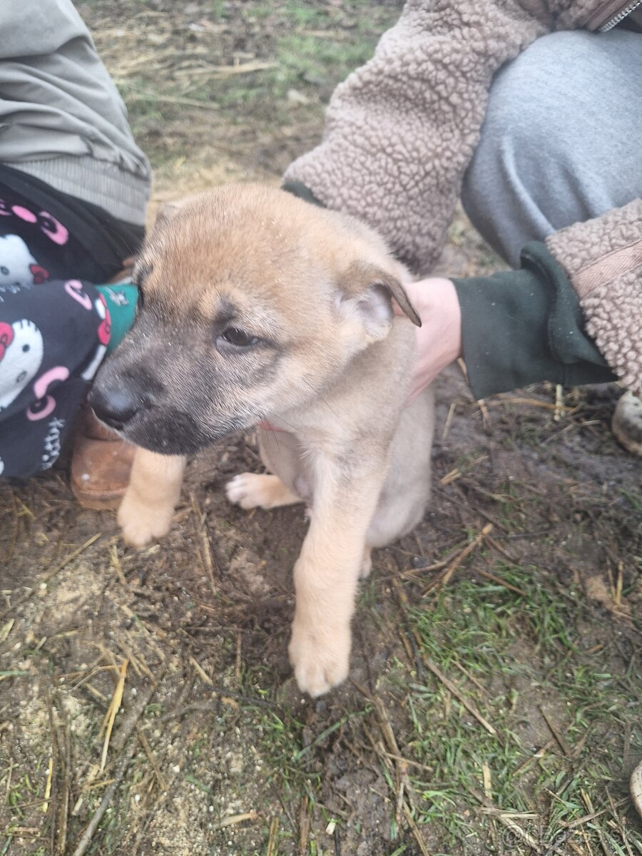 Ponúkam steniatka - 2