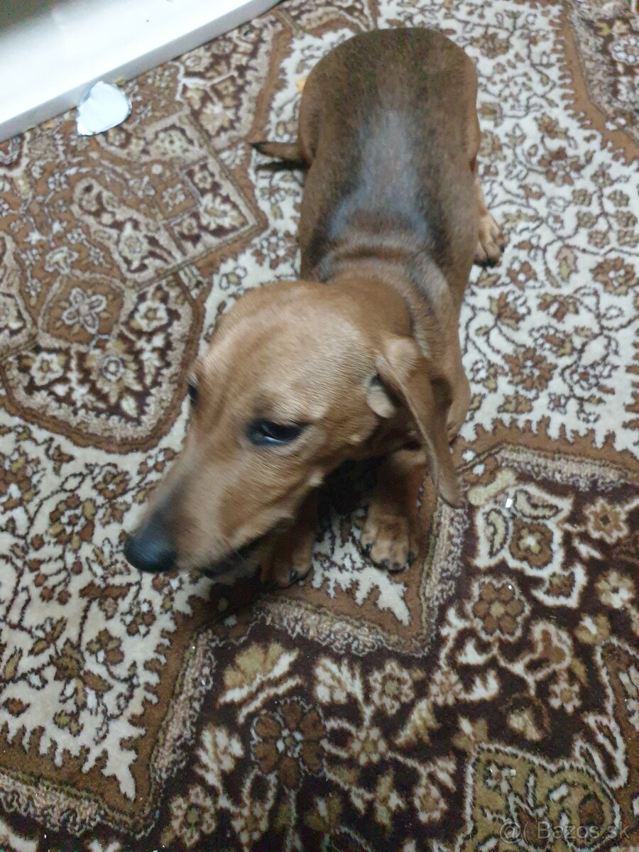 Predam jazvecik hlatko srsni trpazlik - 2