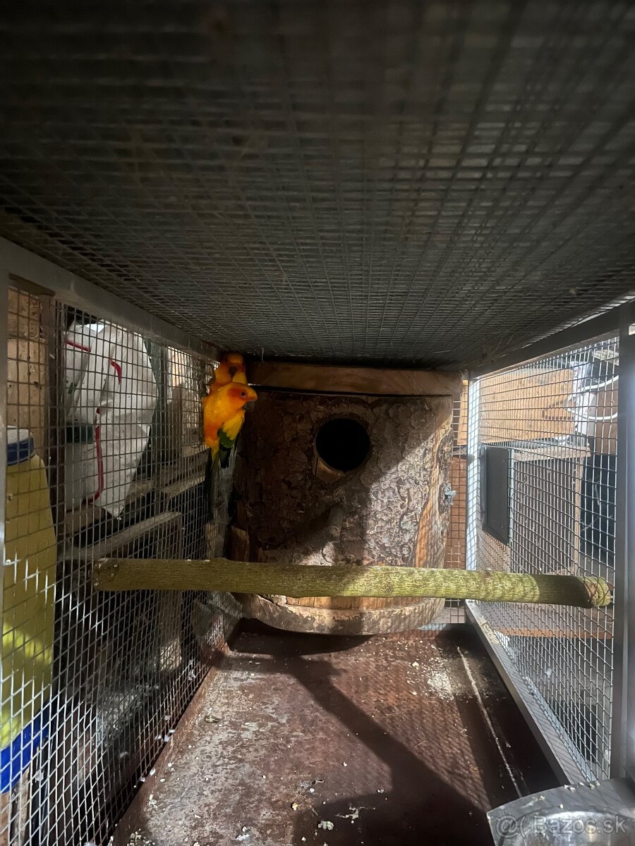 Aratinga slnečná - 2