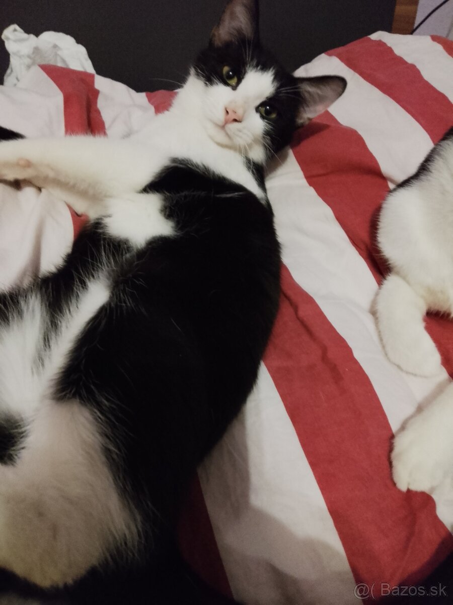 4 mesačné mačiatka - 2