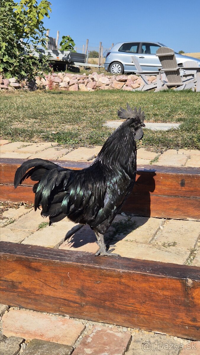 Ayam cemani kohut - 2