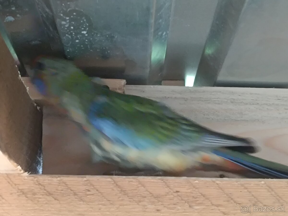 Rozela Adelaidská - 2