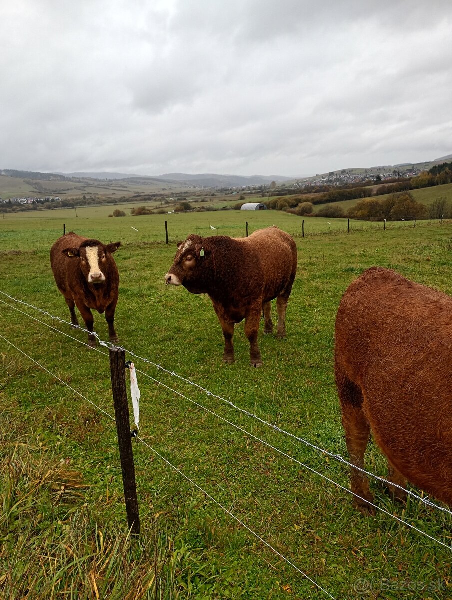Predám telnu jalovicu L/simental - 2