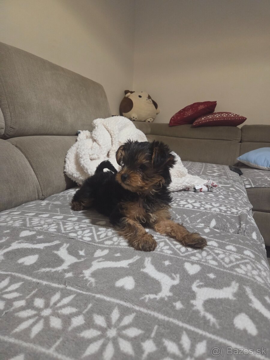 Predám psíka Yorkshirsky terier - 2