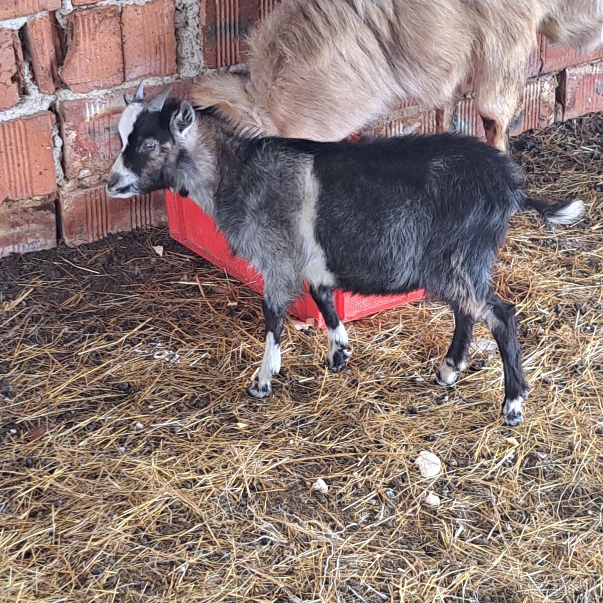 Mini koza - 2
