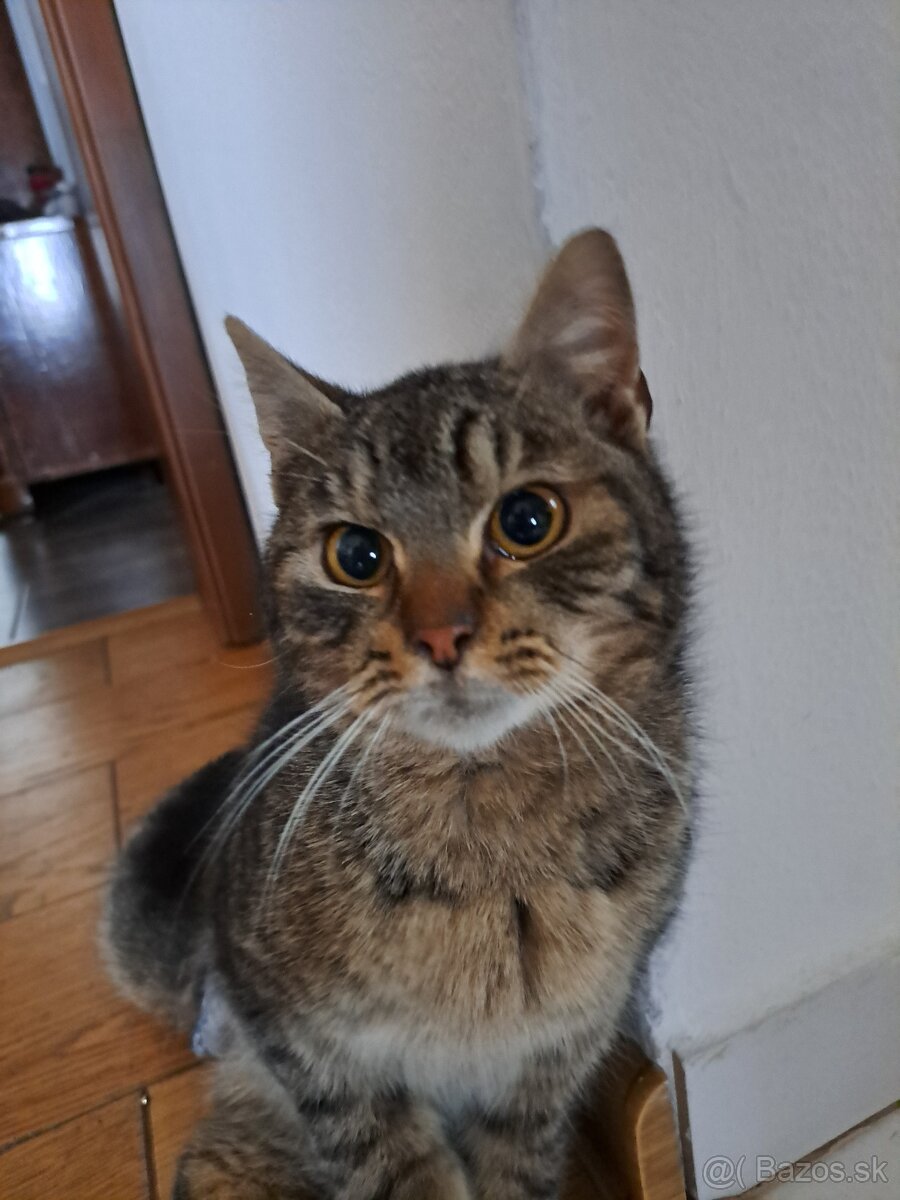 Darujem kocurika - 2