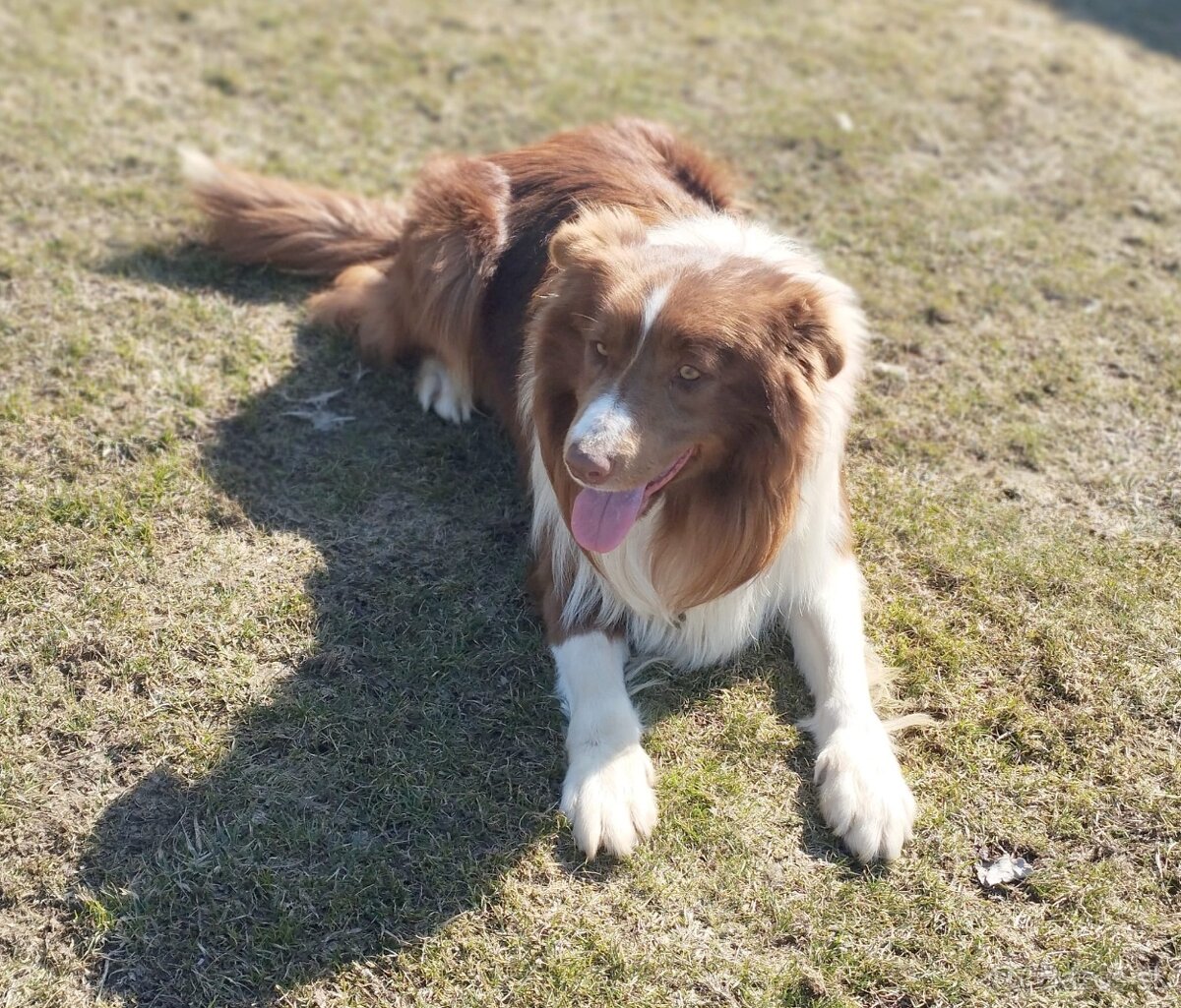 Border Kólia šteniatka - 2