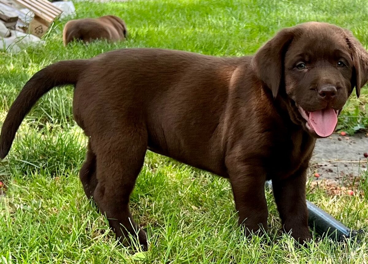 labrador šteniatka - 2