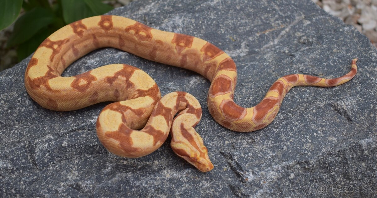 IMG Boa Constrictor - Velhad Kralovsky - 2