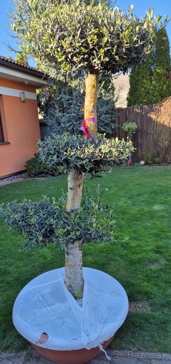 Predám olivovník bonsai - 2