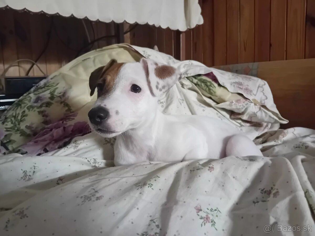 Jack Russell šteniatka - 2