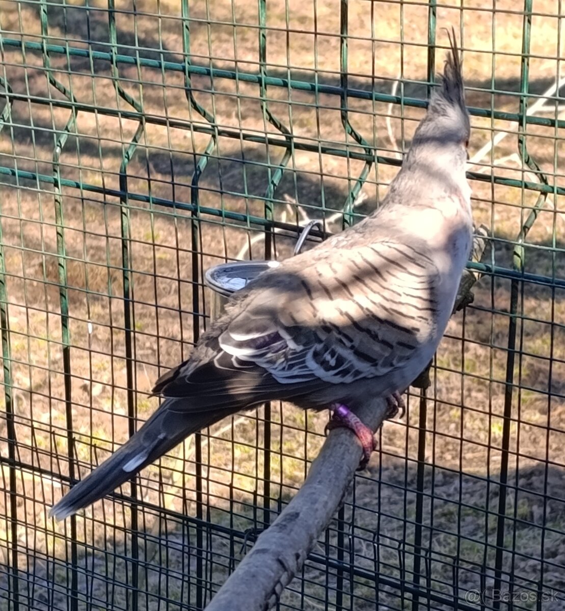 Holub chocholaty - 2