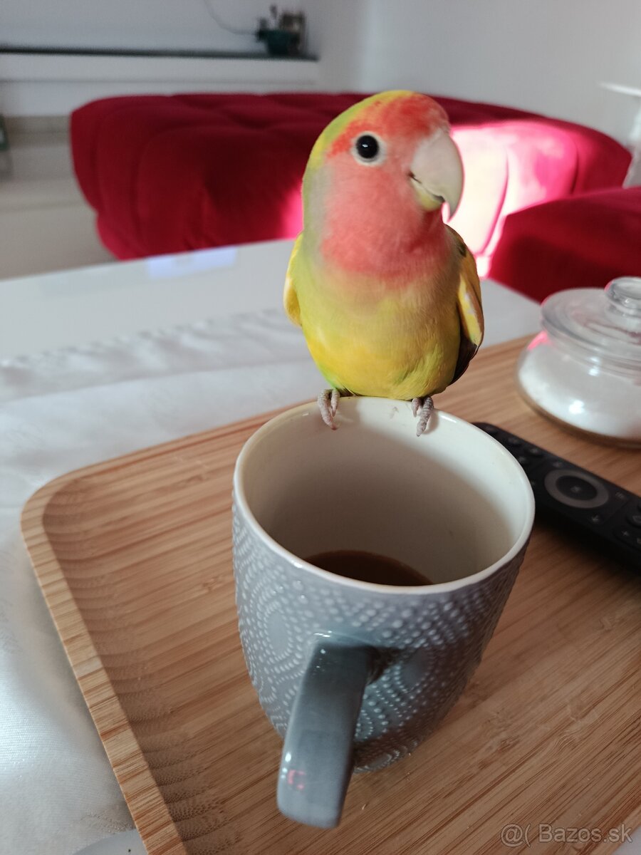 Agapornis ružovohrdlý 2026 - 2