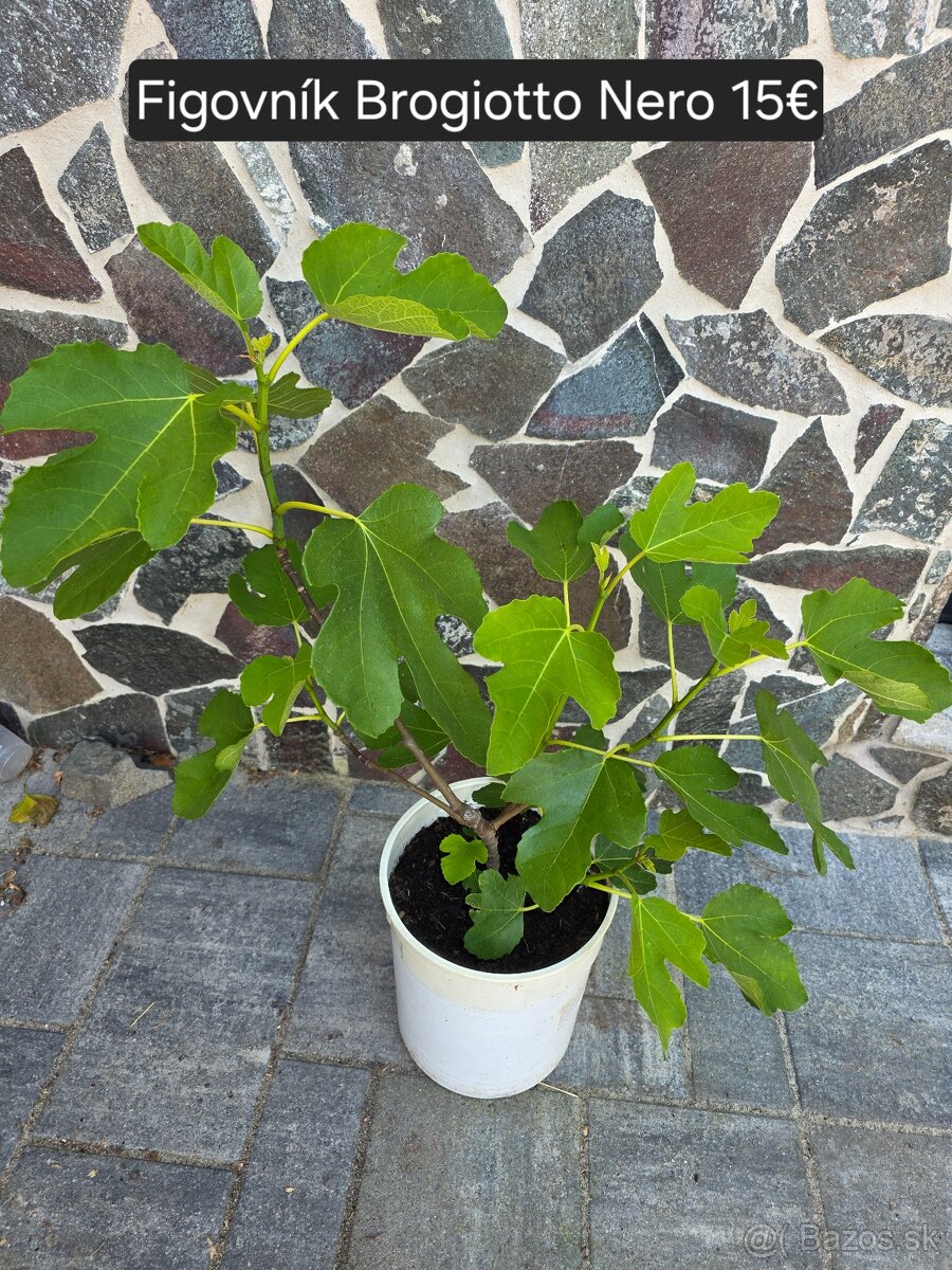 Figovnik - 2