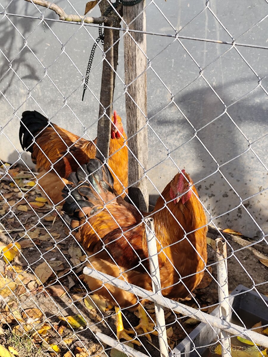 Kohúty Hempšir - 2