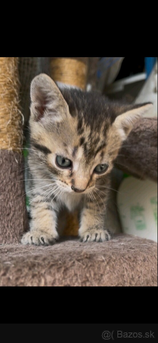 Darujem mačiatko - 2