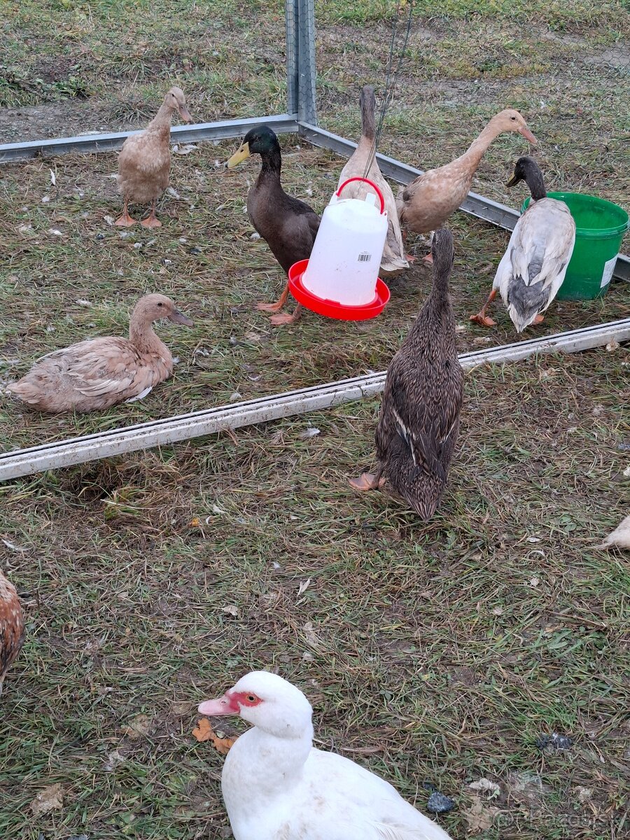 Predám bežcov/ kačky / nosnice /kohúty - 2